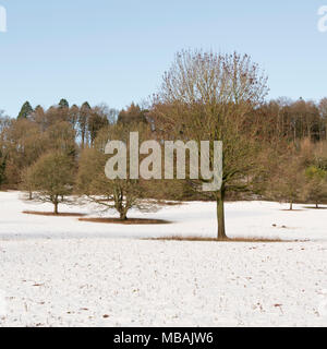 Rangée d'arbres plantés dans le parc à Ashton Curt, Bristol UK Banque D'Images