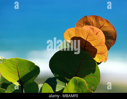 Vert et orange avec des plantes à feuilles larges nervures rouges, Barclays Beach Banque D'Images