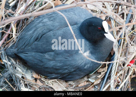 Fulica atra. Le nid de la foulque noire dans la nature. Allemagne, Berlin. Banque D'Images