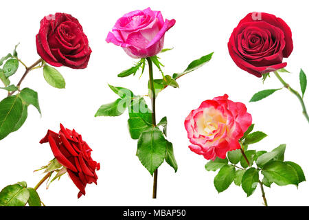 Ensemble de belles roses rouges isolé sur fond blanc. Beauté dans la nature sous des angles différents. Banque D'Images