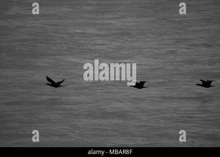 P.c. de trois cormorans volant bas au-dessus de l'eau Banque D'Images