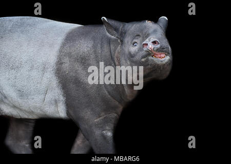 Tapir isolé sur fond noir. Tapir d'Asie Banque D'Images