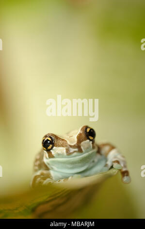 Golden Mission-eyed tree frog walking on leaf Banque D'Images