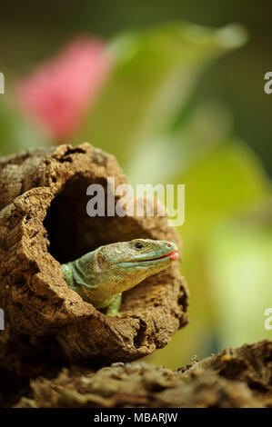 Ocellated lizard dans le trou de l'arborescence Banque D'Images