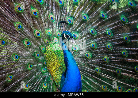 Peacock montrant ses longues plumes de la queue Banque D'Images