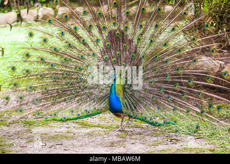 Peacock montrant ses longues plumes de la queue Banque D'Images