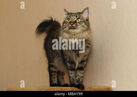 Sweet Chat Tigre Poil Long Race De Chats Accueil Vie De Animaux Domestiques Photo Stock Alamy