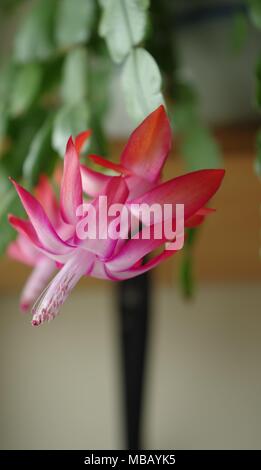 Schlumbergera Cactus Flower, suspendu à une étagère à l'intérieur Banque D'Images