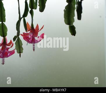 Fleurs de cactus pendant vers le bas d'une étagère en face d'une fenêtre opaque. Banque D'Images