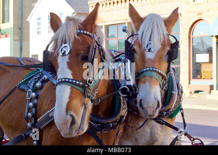 Deux délicieux transport chevaux en tenue de faisceau orné pose devant l'appareil photo sur une rue de ville en été Banque D'Images