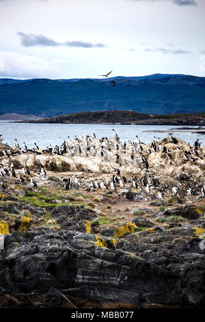 Colonie de cormorans sur une île à Ushuaia dans le canal de Beagle, détroit de Beagle Tierra del Fuego, Argentine. Banque D'Images