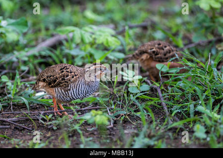 La jungle des cailles (Perdicula asiatica bush) à l'intérieur de Tadoba Andhari Tiger réserver dans le Maharashtra, Inde Banque D'Images