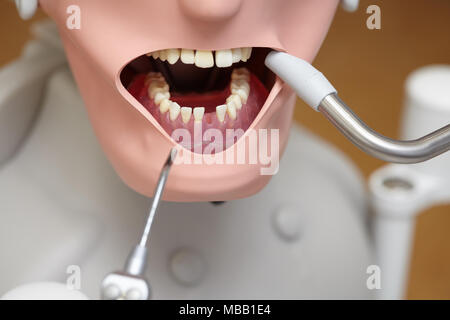 Mannequin ou dummy pour dentiste étudiants la formation dans les facultés dentaires d'écoles de médecine et les universités Banque D'Images