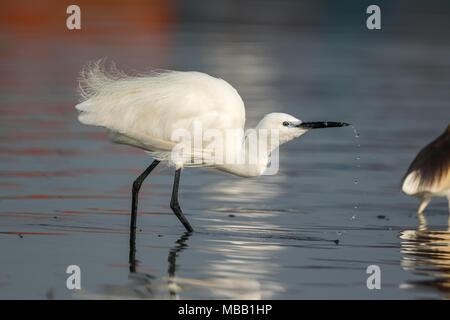 L'aigrette garzette (Egretta garzetta) trouvés autour de Pune à Bhigwan Bird Sanctuary, Maharashtra, Inde. Banque D'Images