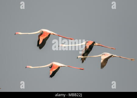 Le flamant rose (Phoenicopterus roseus) trouvés autour de Pune à Bhigwan Bird Sanctuary, Maharashtra, Inde. Banque D'Images