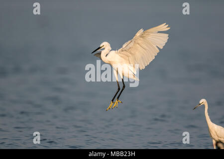 L'aigrette garzette (Egretta garzetta) trouvés autour de Pune à Bhigwan Bird Sanctuary, Maharashtra, Inde. Banque D'Images