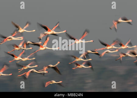 Le flamant rose (Phoenicopterus roseus) trouvés autour de Pune à Bhigwan Bird Sanctuary, Maharashtra, Inde. Banque D'Images