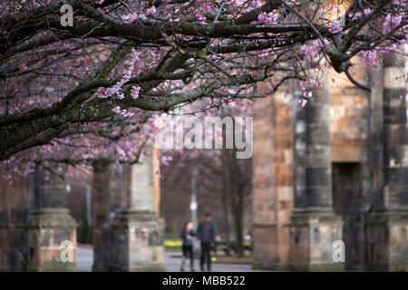 Glasgow , Royaume-Uni. Apr 9, 2018. Le printemps apporte des cerisiers en fleurs sur les arbres à l'arche de McLennan Glasgow Green Crédit : Tony Clerkson/Alamy Live News Banque D'Images