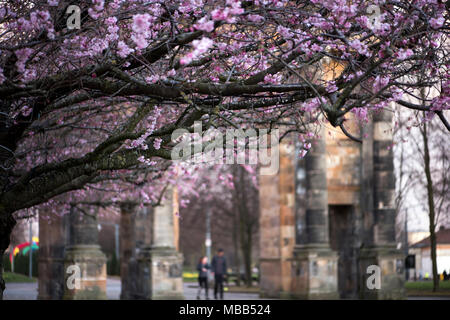 Glasgow , Royaume-Uni. Apr 9, 2018. Le printemps apporte des cerisiers en fleurs sur les arbres à l'arche de McLennan Glasgow Green Crédit : Tony Clerkson/Alamy Live News Banque D'Images