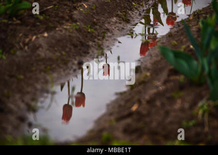 10 avril 2018 - Srinagar, J&K, l'Inde - Tulipe se reflètent dans un poddle d'eau après la pluie à Srinagar, Cachemire sous administration indienne. La vallée du Cachemire Srinagar, capitale d'été, y compris les pluies reçues aujourd'hui faire tomber la température maximale à travers l'état avec le MeT office la prévision de la période humide se poursuivre au cours des deux à trois jours. Credit : Saqib Majeed/SOPA Images/ZUMA/Alamy Fil Live News Banque D'Images