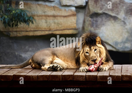 Lion mange de la viande Banque D'Images