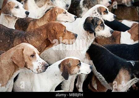 Foxhounds en attente des nouvelles de l'année la chasse à Banwen Miner's Hunt, Galles, Royaume-Uni Banque D'Images