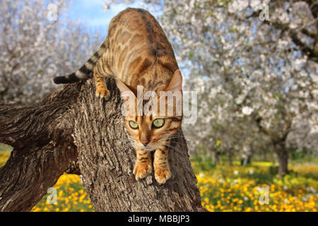 Chat domestique, Bengale, grimper sur un arbre Banque D'Images