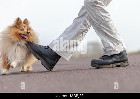 Les trains des sauts sur les jambes avec un Shetland Sheepdog Banque D'Images