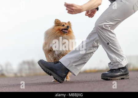 Les trains des sauts sur les jambes avec un Shetland Sheepdog Banque D'Images