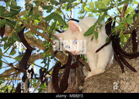 Chat blanc grimpant sur un caroubier Banque D'Images