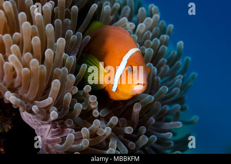 Poisson-clown , anémonefish, caché dans l'anémone de mer Banque D'Images