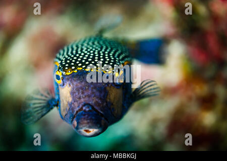 Close up of blue poisson globe tête vers le photographe Banque D'Images