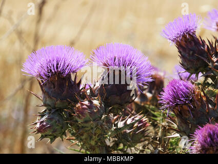 Le chardon-Marie (Silybum marianum) la péninsule de Karpas, dans le nord de Chypre Banque D'Images