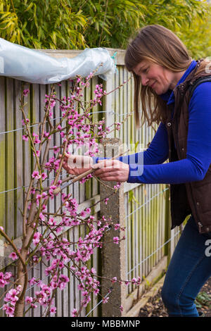 Chauffeur particulier femme tricheuse manuellement un ventilateur 'Rochester' Pêche formés Banque D'Images
