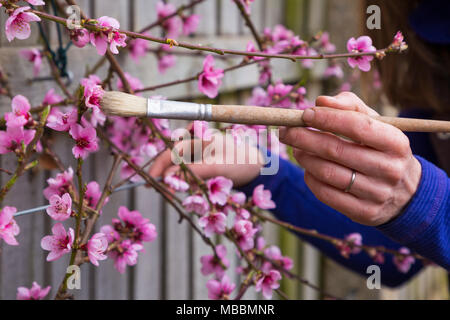 Pollinisation manuellement un ventilateur 'Rochester' Pêche formés Banque D'Images