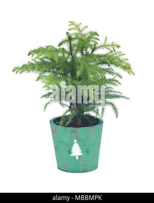 L'île Norfolk pine tree en pot décoratif isolé sur fond blanc Banque D'Images