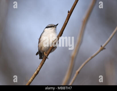 - Sitta europaea sittelle - Scandinavie race Banque D'Images