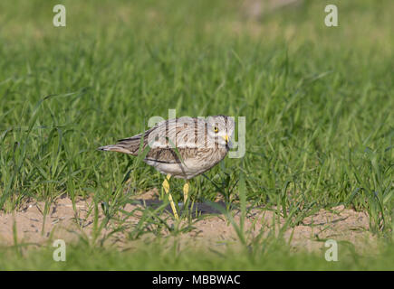 - Oedicnème criard Burhinus bistriatus Banque D'Images
