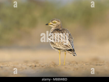 - Oedicnème criard Burhinus bistriatus Banque D'Images