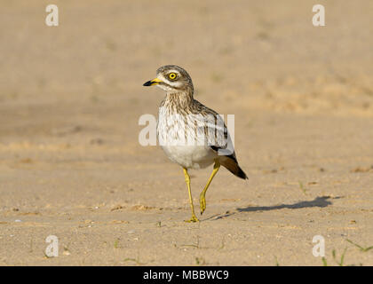 - Oedicnème criard Burhinus bistriatus Banque D'Images