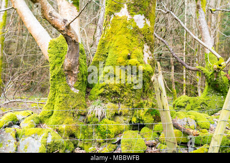 Les arbres moussus par la rivière Vyrnwy ci-dessous Rhiwargor Falls, Lake Vyrnwy, Powys, prospérant dans l'atmosphère humide Banque D'Images