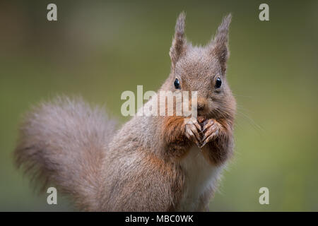 Un portrait d'un écureuil roux assis directement à l'avant avec pattes pour manger la bouche et l'oreille de touffes de poils montrant Banque D'Images