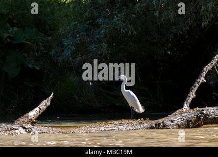 Aigrette garzette Egretta garzetta sur une branche morte, le Delta du Danube, en Roumanie. Banque D'Images