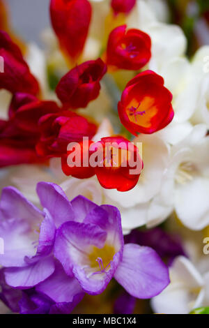 Un beau portrait de freesias colorés Banque D'Images