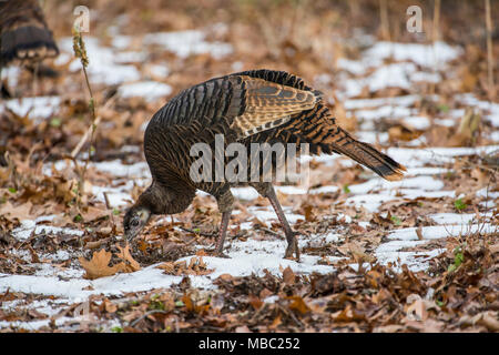 Le Dindon sauvage de l'est (Meleagris gallopavo silvestris), d'hiver, l'Est des Etats-Unis, par Bruce Montagne/Dembinsky Assoc Photo Banque D'Images