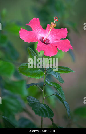 Fleur d'hibiscus rose au Costa Rica Banque D'Images