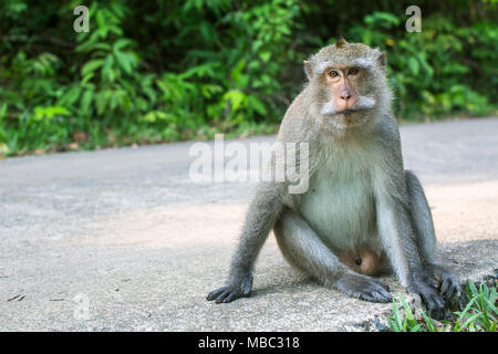 Singe assis sur une route. L'île de Koh Chang, Thaïlande. Banque D'Images