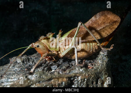 Tête de Dragon Katydid Banque D'Images