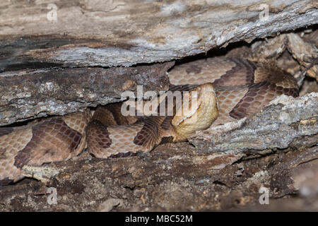 Un serpent copperhead dans le cadre d'un journal en décomposition. Banque D'Images