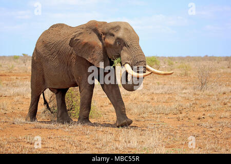 L'éléphant africain (Loxodonta africana), mâle adulte, manger, nourriture, Bull, Kruger National Park, Afrique du Sud Banque D'Images